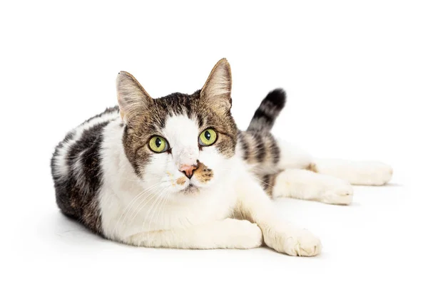 Tabby Kočka Bílou Srstí Hnědé Černé Tabby Značky Ležící Hledá — Stock fotografie