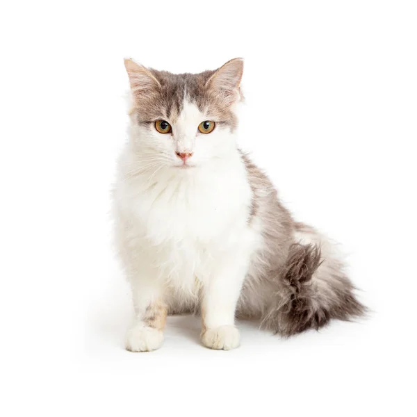 Cute Domestic Medium Hair Grey White Cat Sitting Looking Forward — Stock Photo, Image