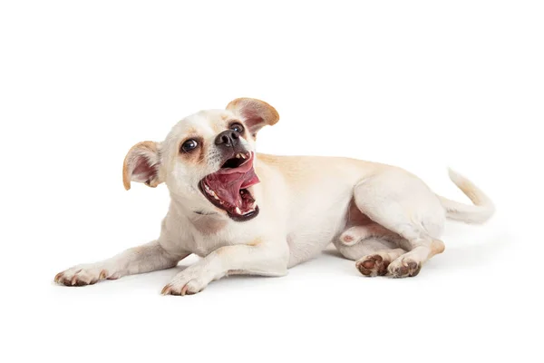 Lindo Joven Pequeña Raza Mixta Perro Con Boca Abierta Palanca — Foto de Stock