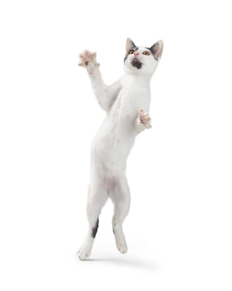Young Playful Cat Standing Hind Legs Raising Paws Head — Stock Photo, Image