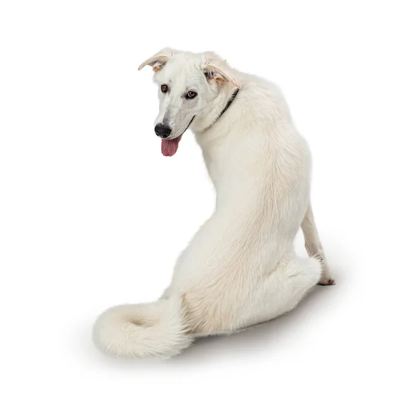 Cão Grande Sentado Fundo Branco Frente Para Longe Olhando Para — Fotografia de Stock