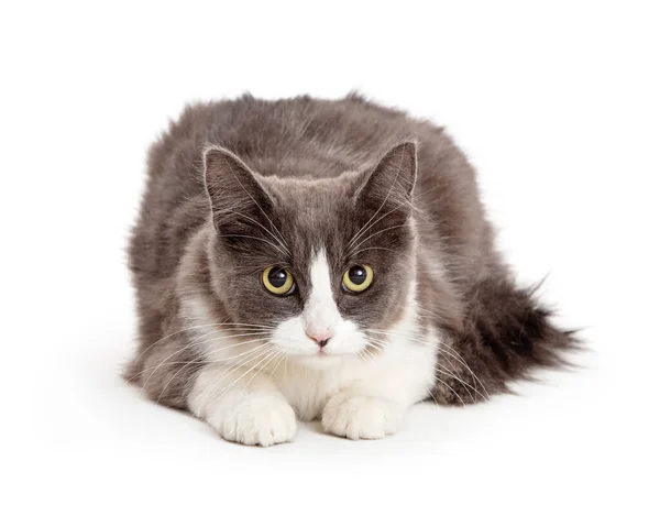 Young Grey White Cat Lying Looking Forward Yellow Eyes — Stock Photo, Image