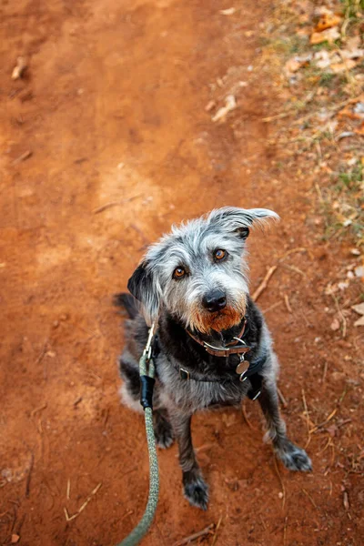 Забавная Активная Собака Пешеходной Тропе Седоне Аризона Красной Грязью Лице — стоковое фото