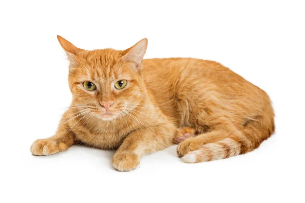 Cute Orange Domestic Tabby Cat Lying White Background Looking Forward — Stock Photo, Image