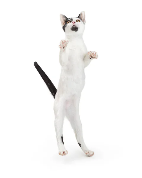 Bonito Gato Brincalhão Nas Pernas Traseiras Levantando Cabeça Patas Para — Fotografia de Stock