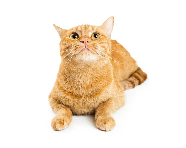 Lindo Gato Naranja Tabby Acostado Levantando Cabeza Para Mirar Hacia —  Fotos de Stock