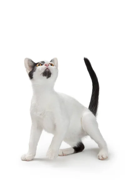 Playful Young White Cat Black Markings Looking White Room Text — Stock Photo, Image