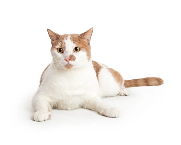 Красивая Оранжево Белая Кошка Лежащая Белом Фоне — стоковое фото