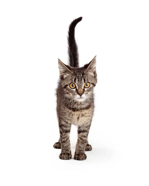 Cute Young Tabby Kitten Standing White Looking Forward — Stock Photo, Image