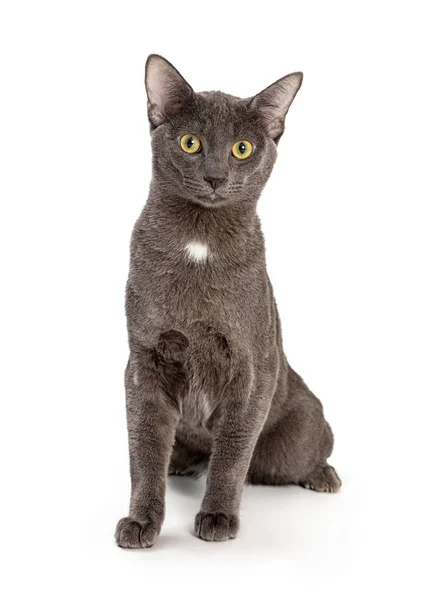 Schöne Junge Graue Hauskatze Sitzt Auf Weißem Grund Und Freut — Stockfoto