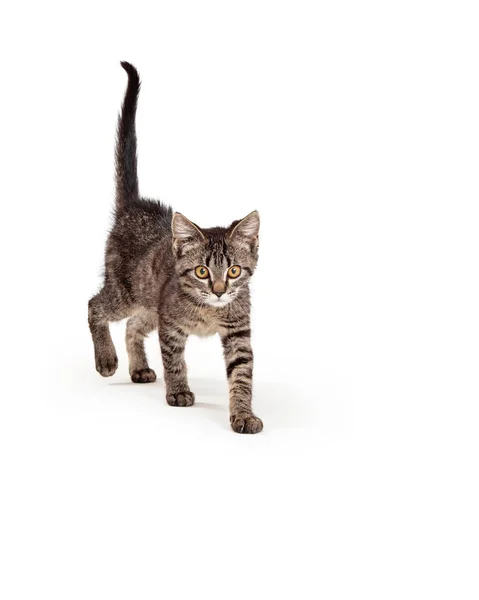 Cute Tabby Kitten Walking Forward White Background — Stock Photo, Image