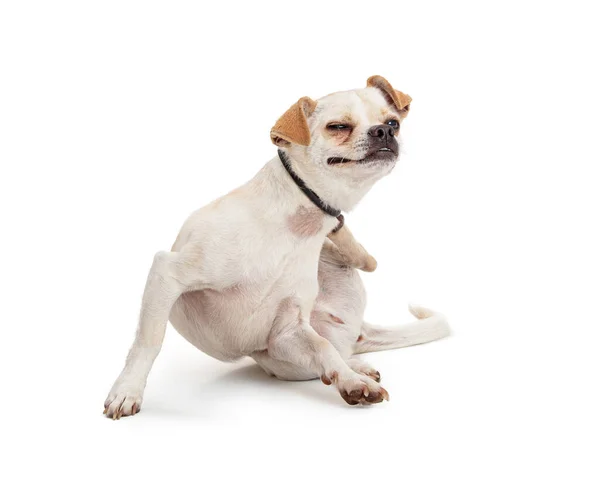 Küçük Melez Beyaz Köpek Tahriş Olmuş Deriyi Tırmalıyor — Stok fotoğraf