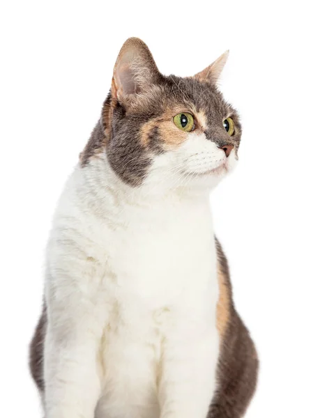 Tarafa Bakan Renkli Kedisinin Yakın Çekimi — Stok fotoğraf