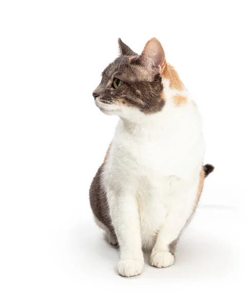 Lindo Tricolor Doméstico Taquigrafía Gato Sentado Blanco Mirando Hacia Adelante —  Fotos de Stock