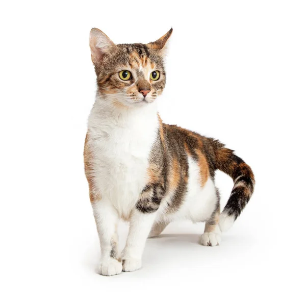 Lindo Gato Joven Tricolor Pie Sobre Fondo Blanco Mirando Lado — Foto de Stock