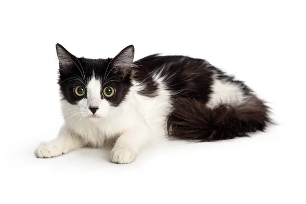 Cute Young White Black Medium Hair Kitten Lying Looking Forward — Stock Photo, Image