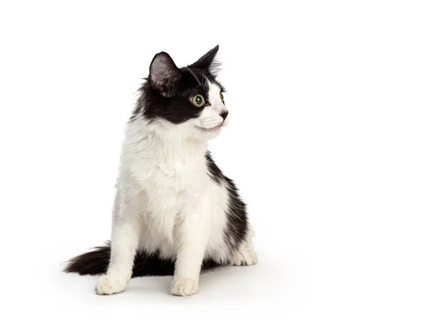 Black White Kitten Sitting Facing Forward Turning Head Look Side — Stock Photo, Image
