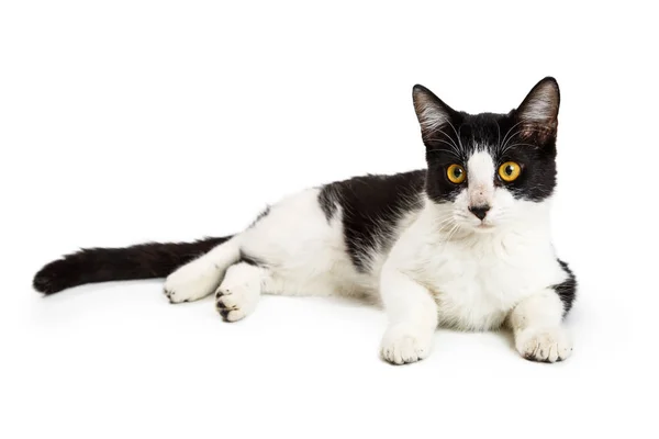 Bonito Gato Doméstico Curto Branco Preto Deitado Olhando Para Frente — Fotografia de Stock