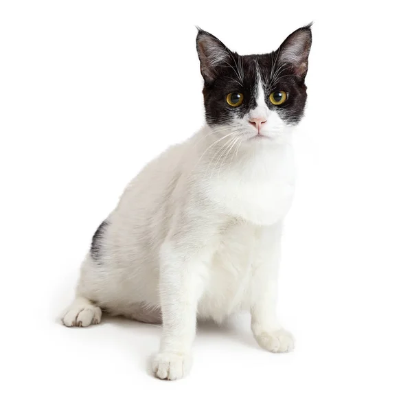 Pretty White Black Domestic Shorthair Cat Sitting Looking Forward — Stock Photo, Image