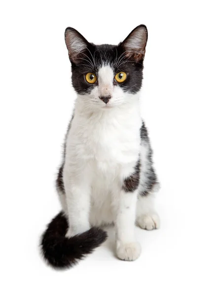 Pěkná Bílá Kočka Černými Znaky Sedí Vysoké Těšíme — Stock fotografie