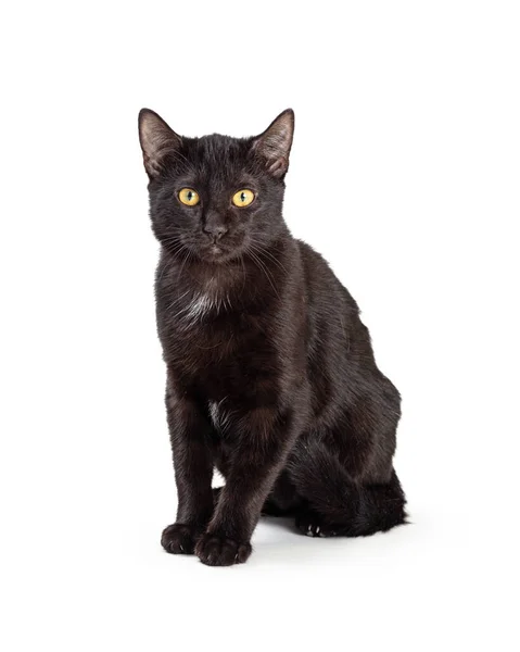 Lindo Gato Negro Joven Sentado Sobre Fondo Blanco Mirando Cámara —  Fotos de Stock