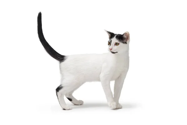 Cute Biały Kot Czarnymi Oznakowaniami Stojąc Twarzą Bocznej Głowicy Zwrotnej — Zdjęcie stockowe