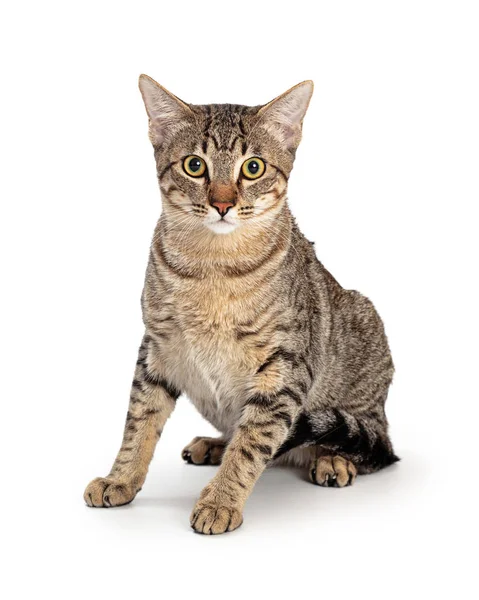Cute Young Brown Black Tabby Cat Sitting White Looking Forward — Stock Photo, Image