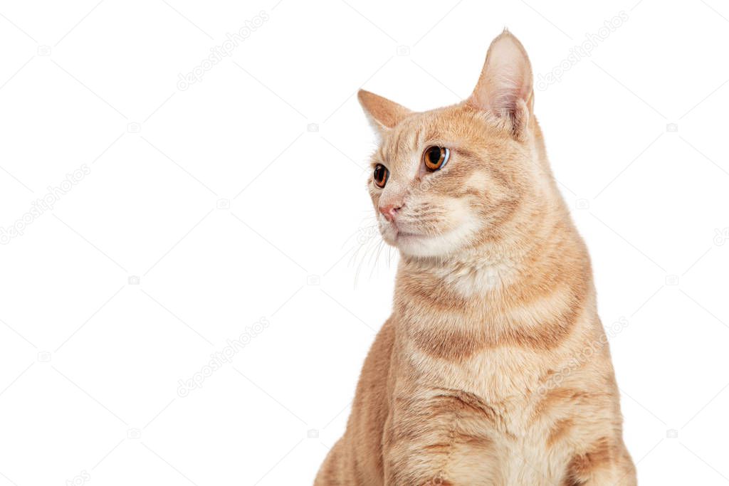 Closeup of a cute buff domestic shorthair cat facing forward turning head to side