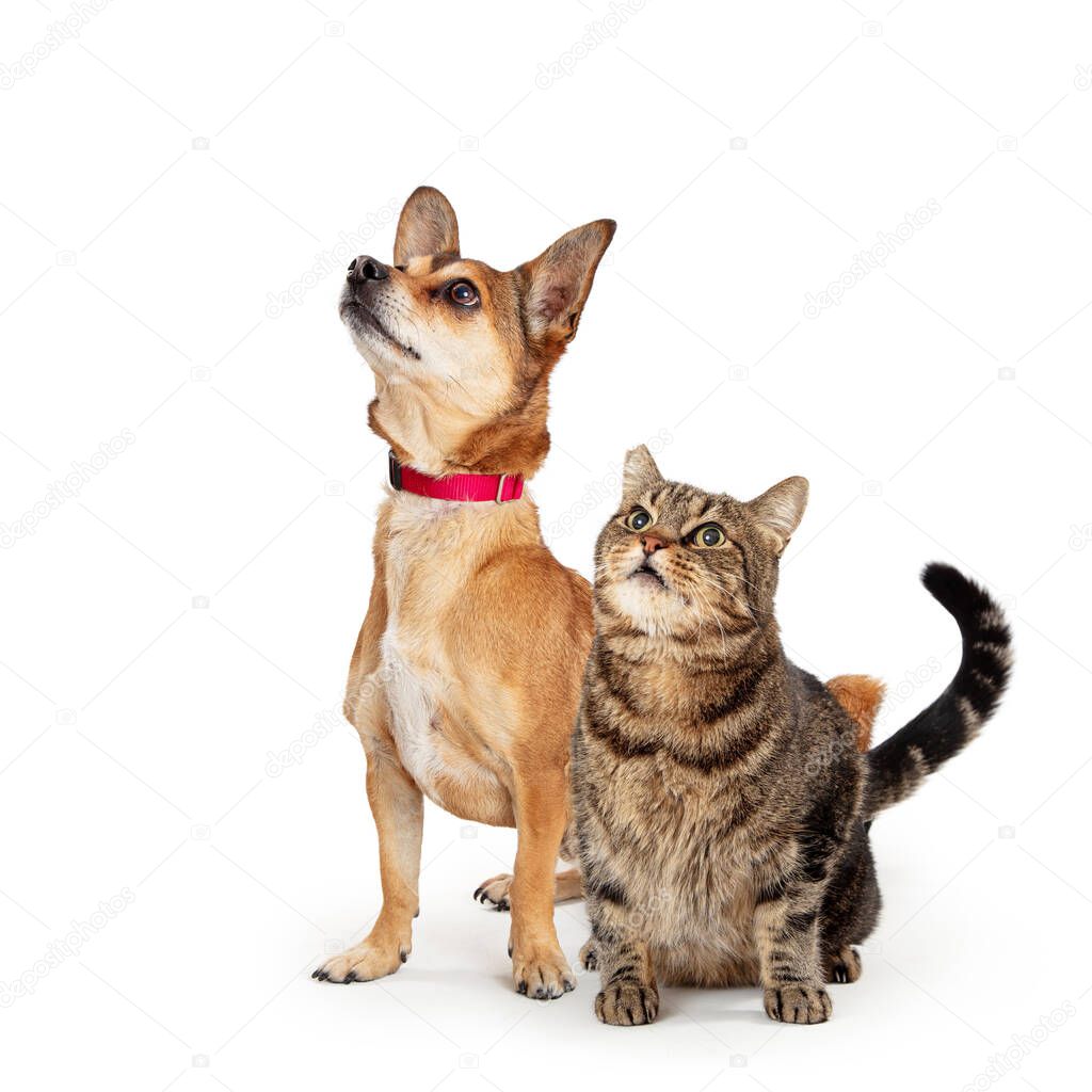 Dog and cat sitting together looking up with attentive expressions. Isolated on white. 