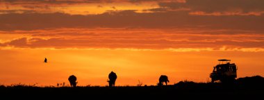 Açık gökyüzünde yazı için yeri olan Afrika gece günbatımı safari oyun sürüşünün web pankartı
