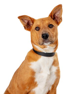 Kahverengi orta boy melez köpeğe yakın çekim 