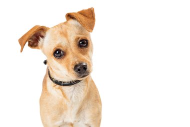 Şirin bir Chihuahua melez köpeği tatlı bir ifadeyle kameraya dik dik bakıyor.