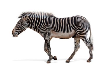 Soyu tükenmekte olan erkek türlerinin profili. Grevy 'nin zebrası yan yana yürüyor. Beyazda izole edilmiş. 