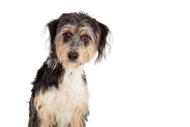 Yakın plan sevimli, tüylü, üç renkli, melez, küçük Avustralya çobanı ve kaniş köpeği.