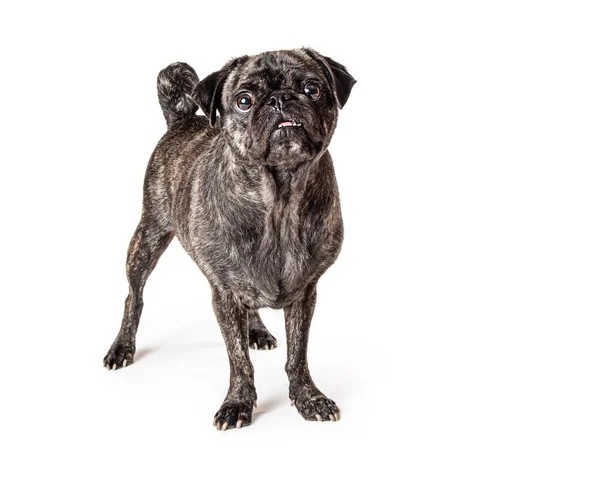 Leuke Brindle Vacht Pug Ras Hond Staan Kijken Vooruit — Stockfoto