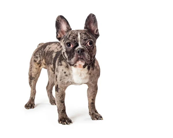 Francia Bulldog Tenyészt Kutya Egy Ritka Brindle Bevon Áll Szemben — Stock Fotó