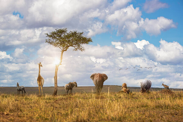 Group of African safai wildlife animals together in a row facing away looking out over the grassland fields of the Masai Mara National Reserve