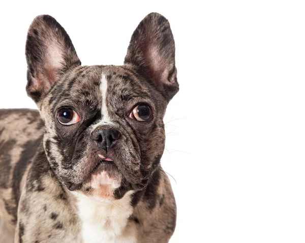 Gyönyörű Francia Bulldog Tenyészt Kutya Brindle Bevon Nézi Kamera — Stock Fotó