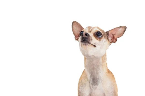 Primer Plano Lindo Perro Chihuahua Pequeño Mirando Hacia Arriba Blanco — Foto de Stock