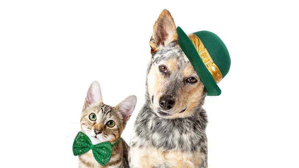 Carino Gatto Cane Che Celebrano Giorno San Patrizio Insieme Sfondo — Foto Stock