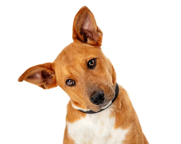 Closeup Cute Brown White Dog Tilting Head — Stock Photo, Image