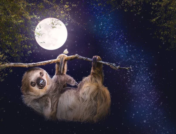 一只可爱的双足树懒在夜晚悬挂在树枝上 星星闪烁在天空中 — 图库照片
