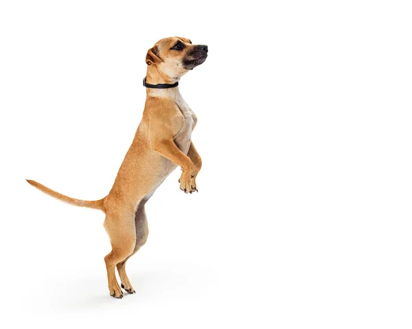 Schattig Gemengd Klein Ras Hond Geconfronteerd Kant Opstaan Achterpoten Dansen — Stockfoto