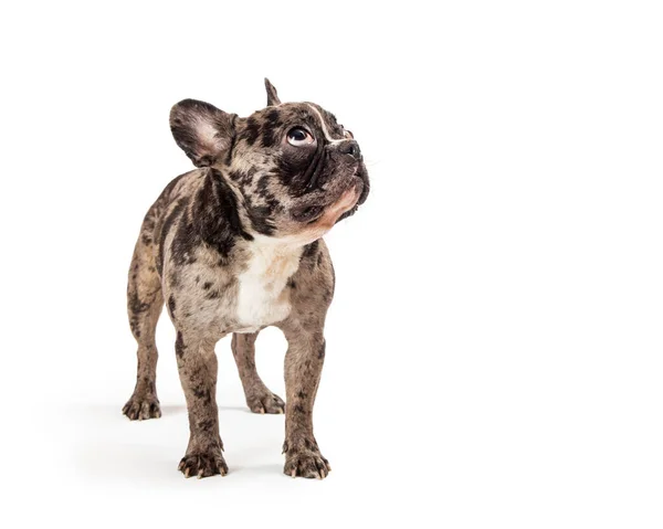 Piękny Płaszcz Pręgowany French Bulldog Stoi Podnosząc Głowę Patrząc Górę — Zdjęcie stockowe