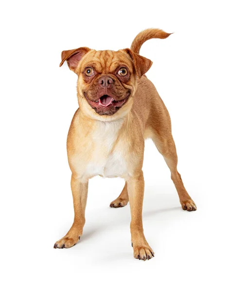 Glad Chihuahua Pug Blandras Hund Stående Vit Bakgrund Med Glada — Stockfoto