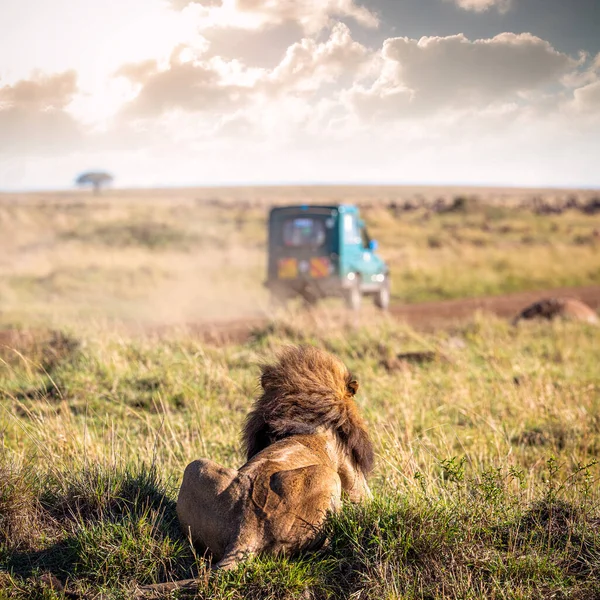 Erkek Aslan Yüz Üstü Uzanıyor Masai Mara Ulusal Rezervi Bakıyorum — Stok fotoğraf
