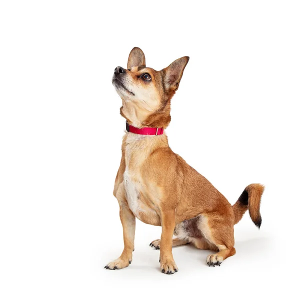 Well Trained Obedient Small Mixed Breed Dog Sitting Looking Waiting — Stock Photo, Image