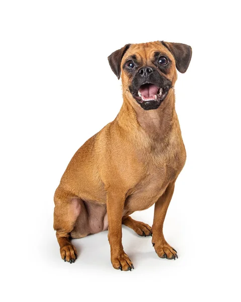 Pug Beagle Mieszane Rasy Pies Szczęśliwy Wyraz Zabawy Siedzi Patrząc — Zdjęcie stockowe
