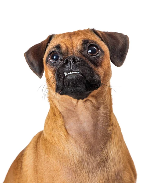 Divertente Pug Beagle Cane Razza Mista Con Underbite Dente Sporgente — Foto Stock