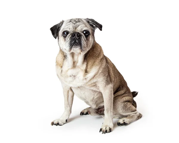 Bela Raça Pura Pug Cão Sentado Frente Olhando Para Frente — Fotografia de Stock